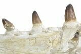 Mosasaur Jaw Section with Four Teeth - Morocco #359682-4